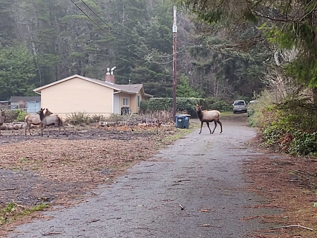 Street in the forest. Three elk in front of a tan house. Power pole, garbage carts. 
