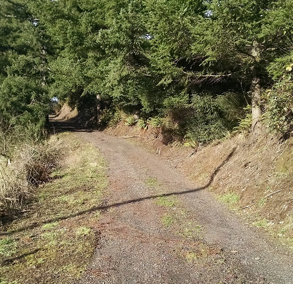 Beaver Creek Road. Photo shows a gravel road leading into trees that hang over the road like a canopy. There's a long narrow shadow from a signpost.
